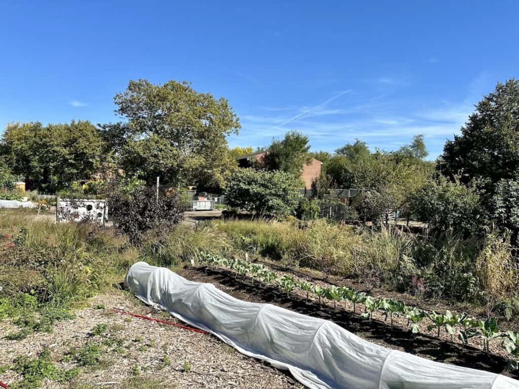 governors island urban farm