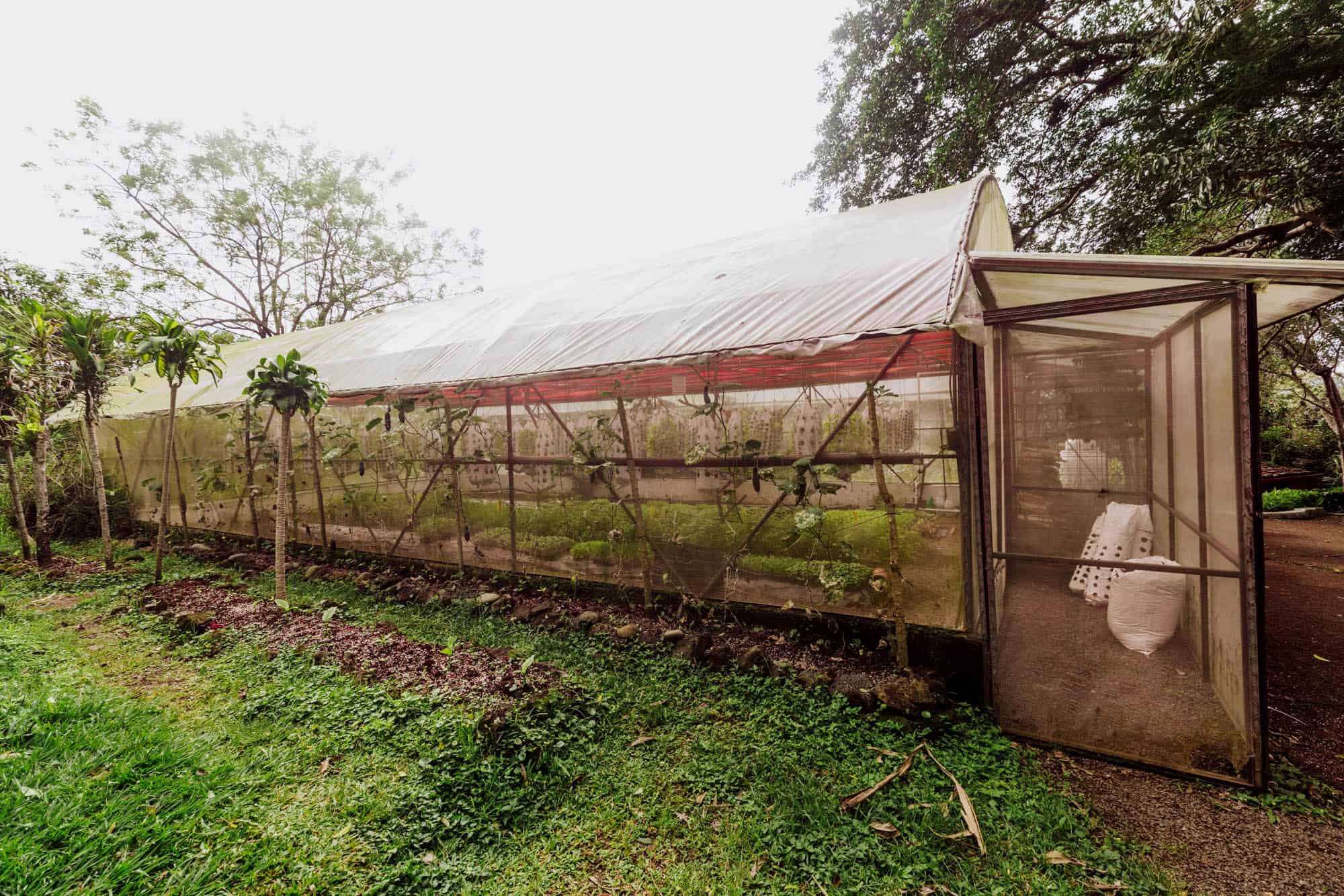finca rosa blanca greenhouse