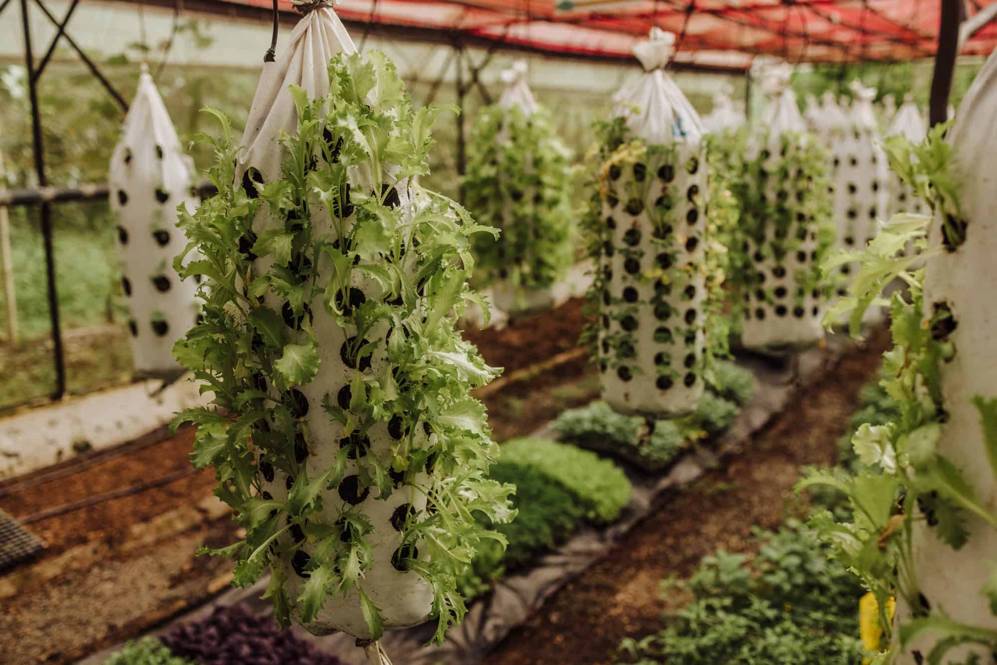 5 days in costa rica finca