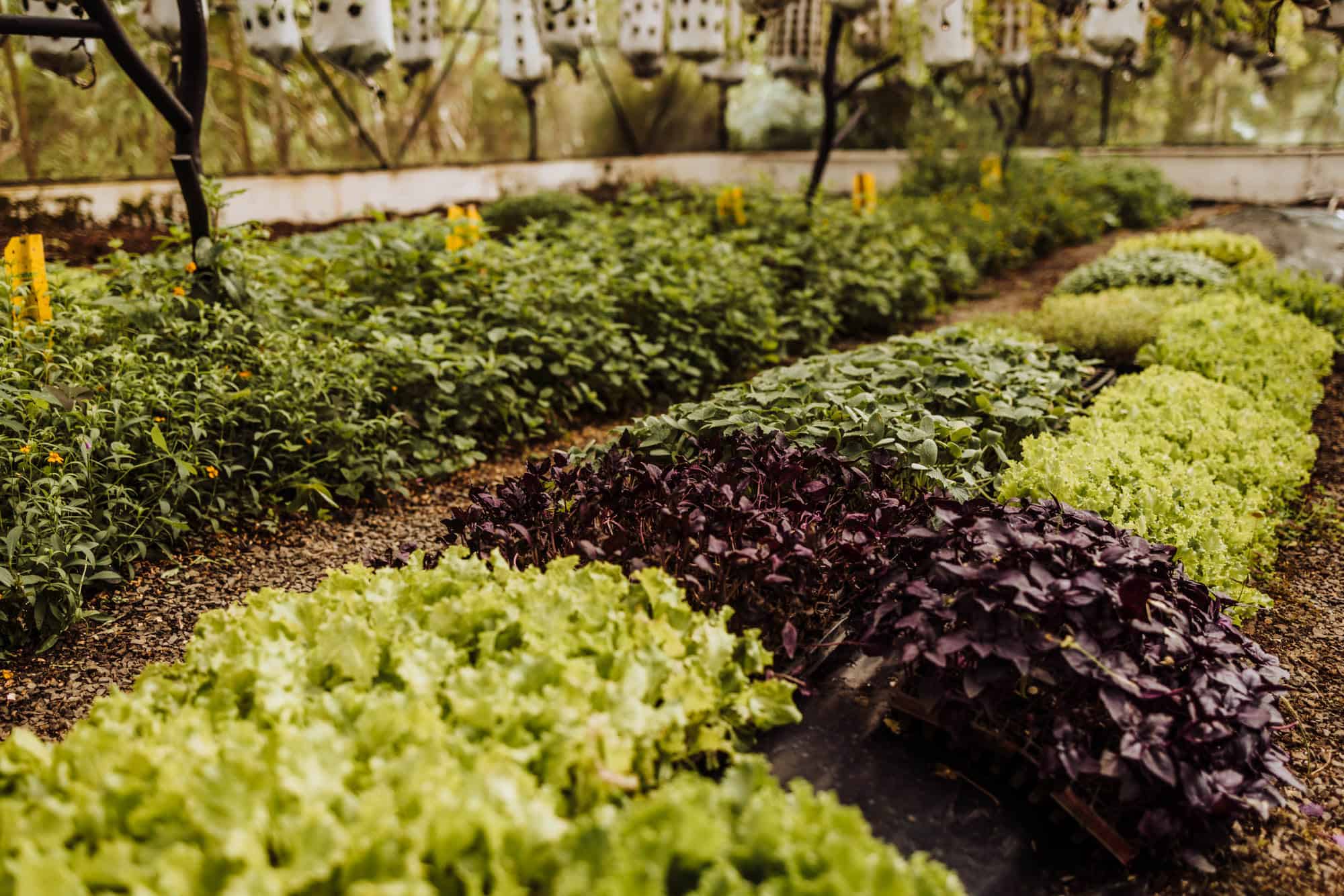 finca rosa blanca garden