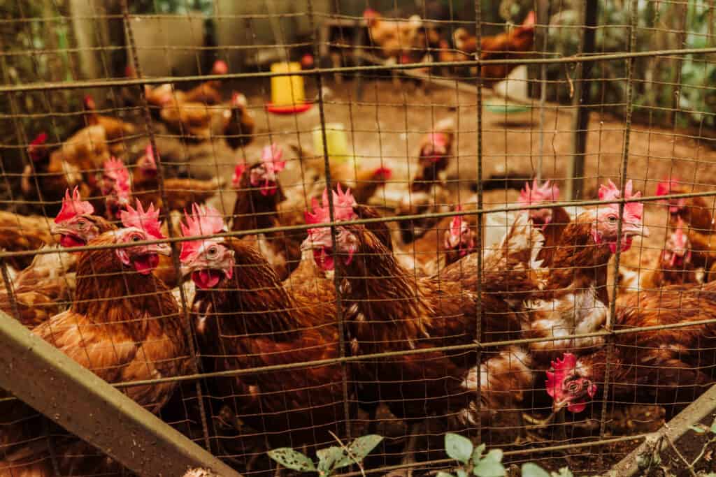 finca rosa blanca chicken farm