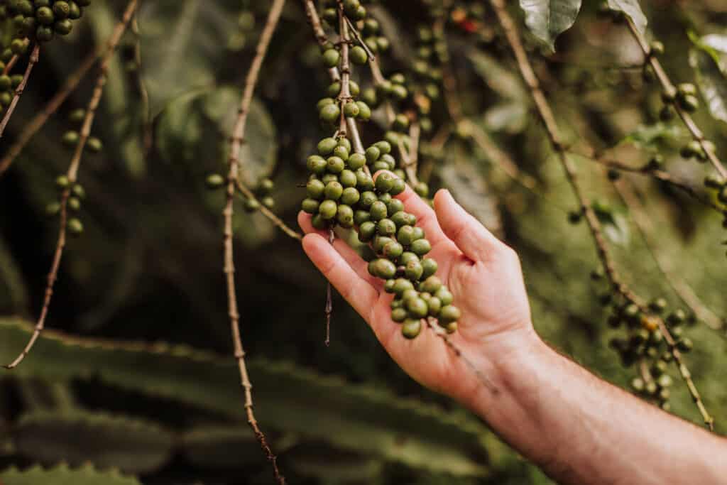 finca rosa blanca coffee