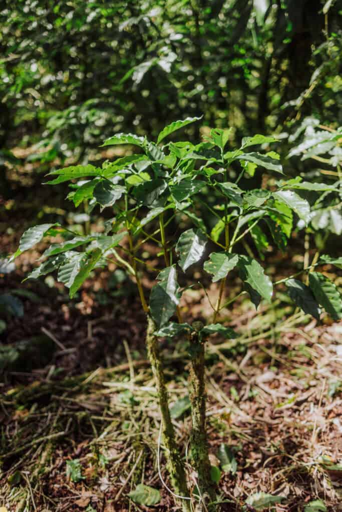 costa rica coffee farm