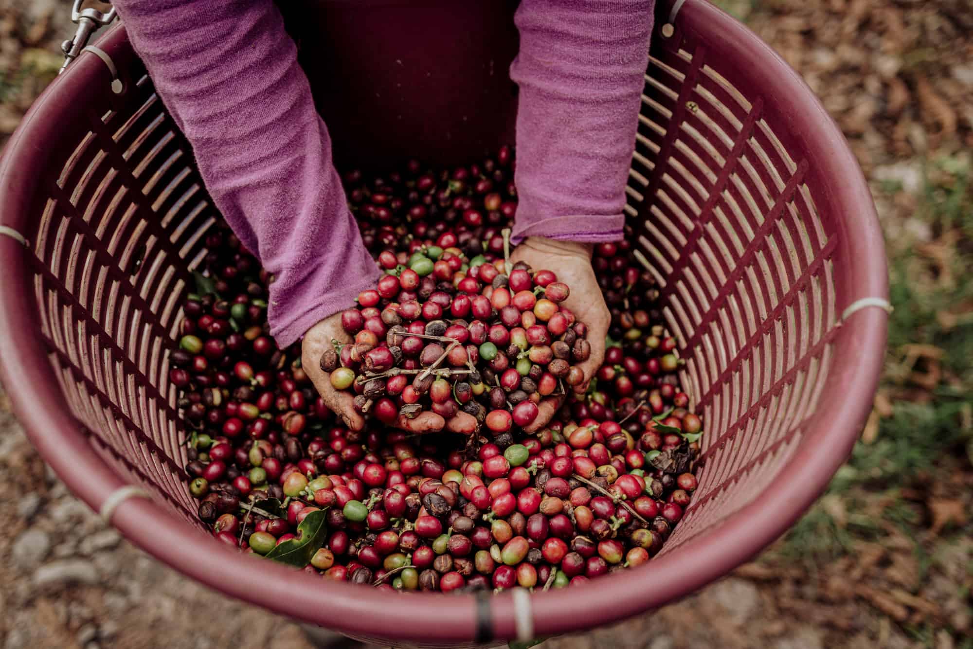 regenerative farming coffee beans