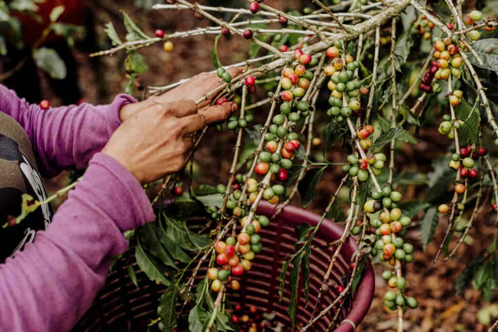 picking coffee beans on aquiares coffee farm