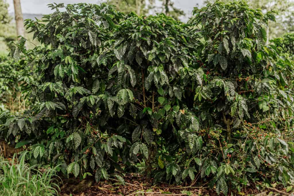 costa rica coffee tree