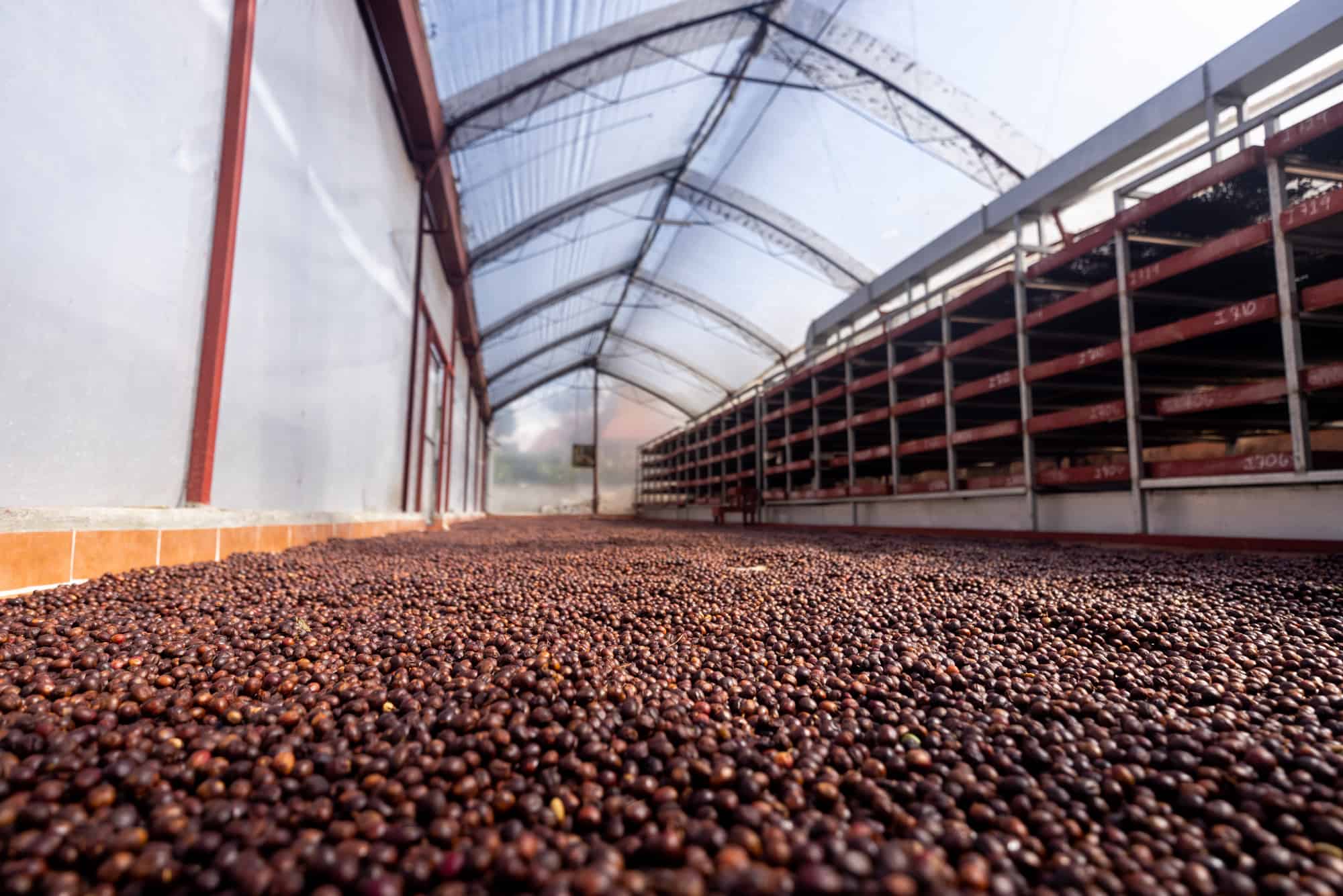 aquiares coffee beans