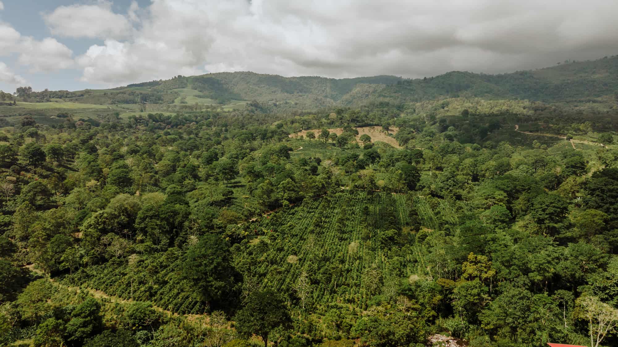 Costa Rican Coffee: Biodiversity & Regenerative Farming - Jared's Detours