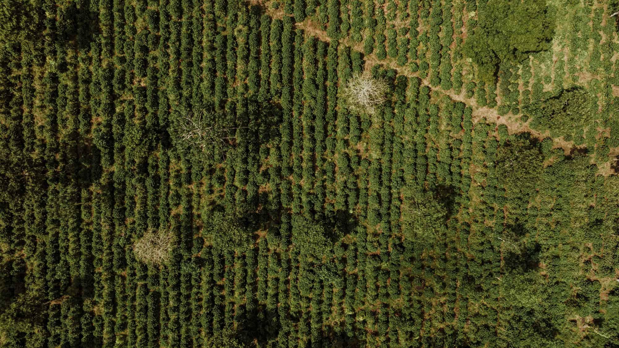 Costa Rican Coffee: Biodiversity & Regenerative Farming - Jared's Detours
