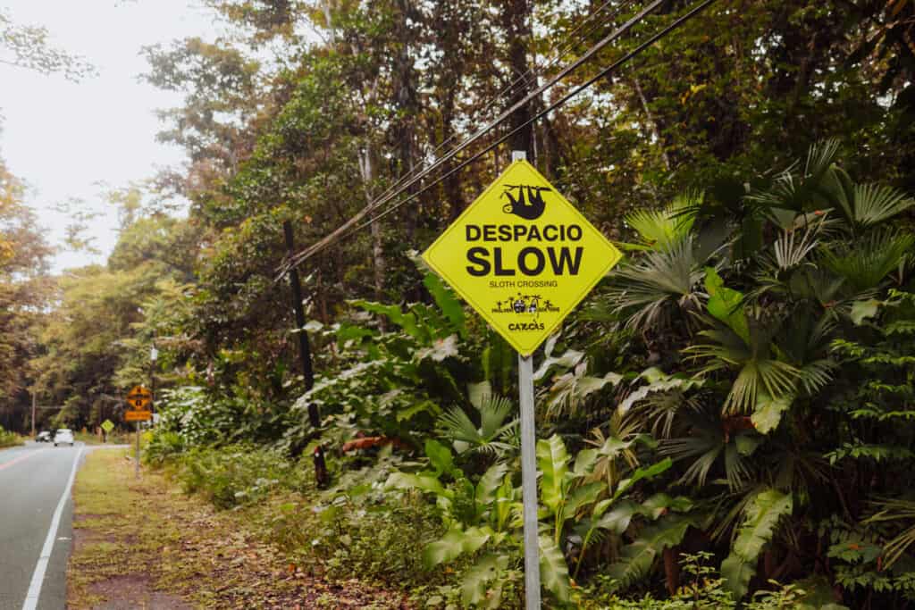 sloth crossing costa rica