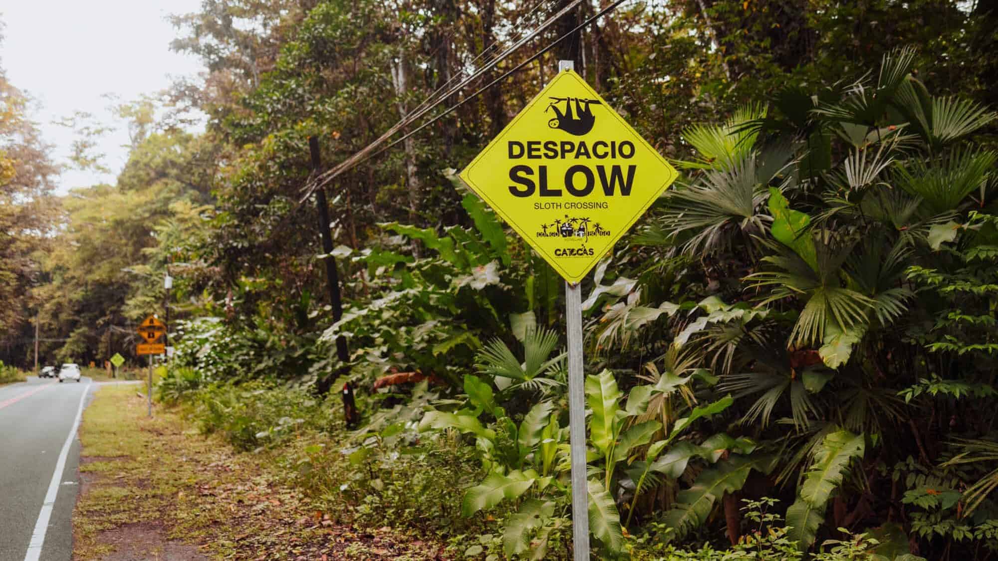 sloth crossing costa rica