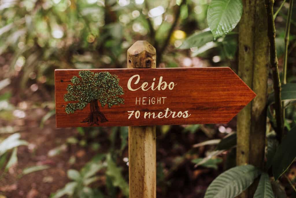 ceibo tree shawandha