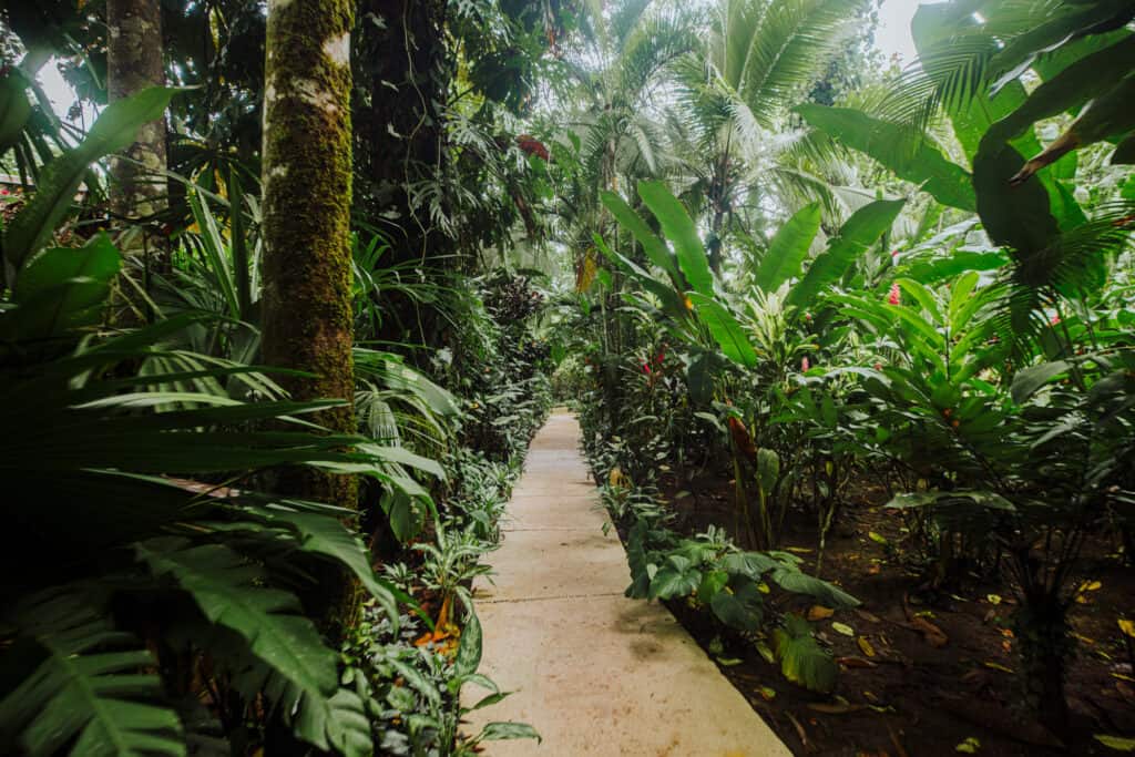 shawandha rainforest path