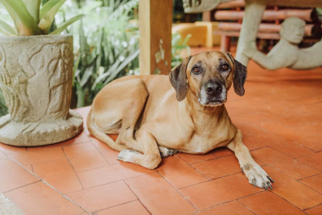 shawandha dog simba