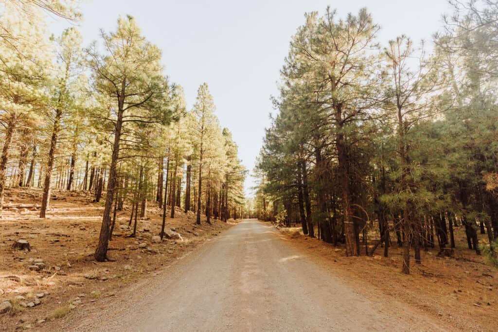 coconino national forest road