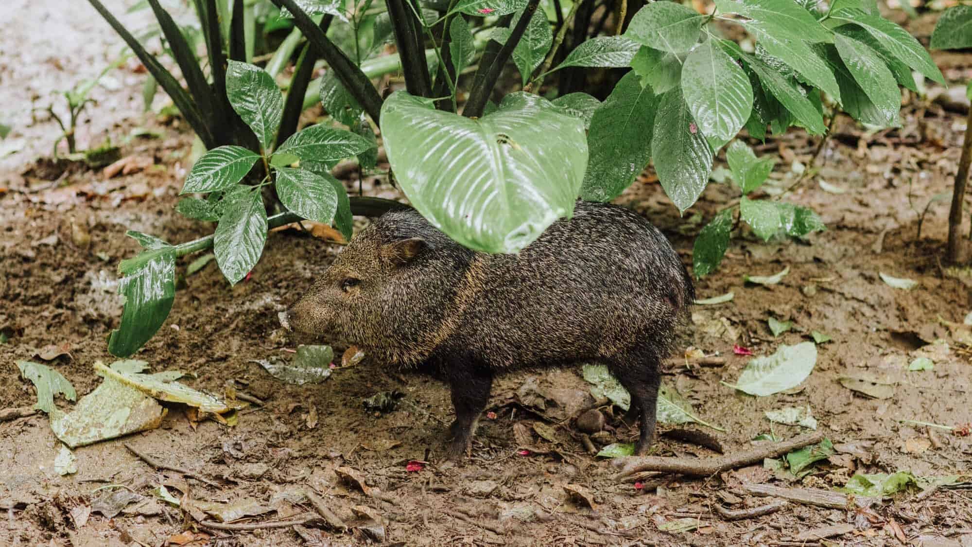 costa rica jaguar rescue center pig