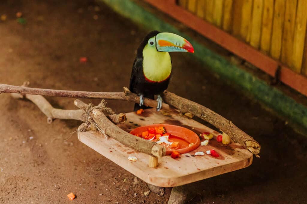 toucan animal sanctuary costa rica