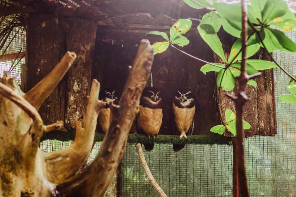 costa rica animal rescue center owls