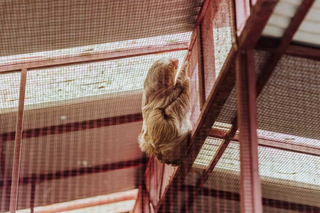 jaguar rescue center sloth