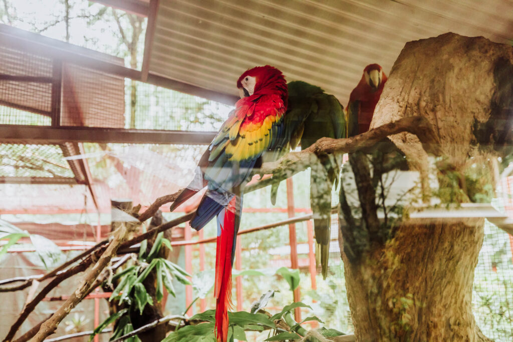jaguar animal rescue center costa rica