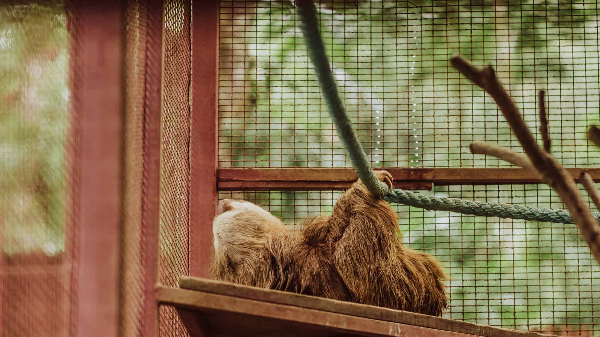 costa rica animal rescue center sloth