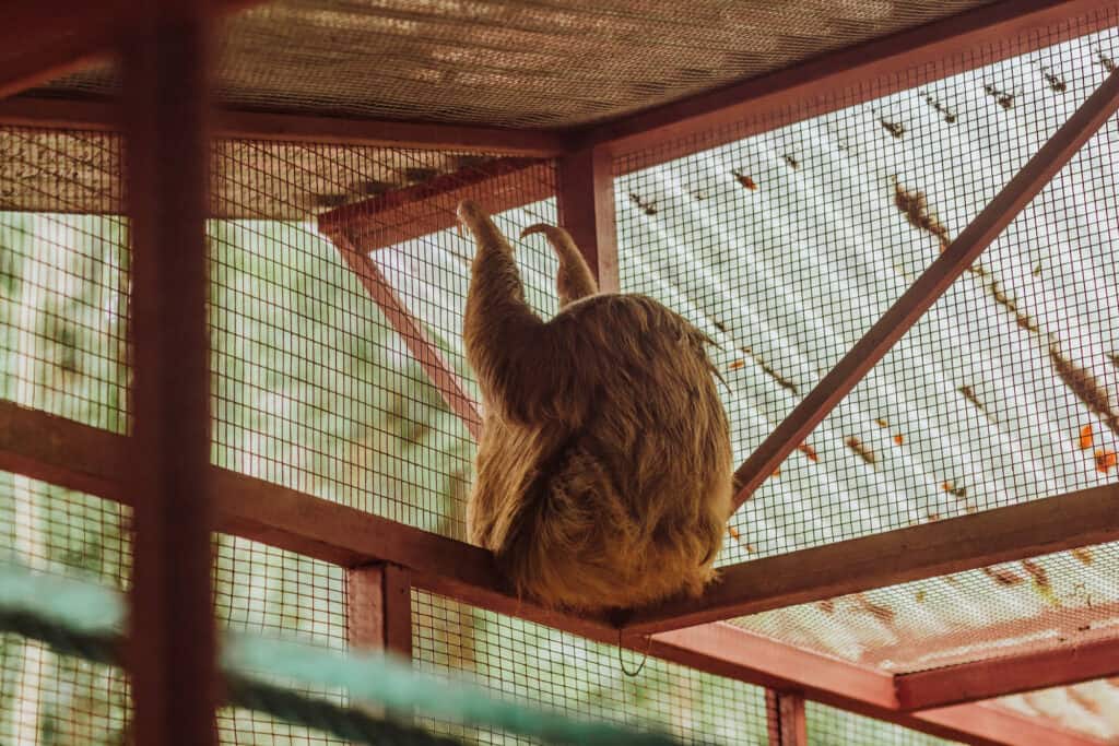 costa rica animal rescue sloth