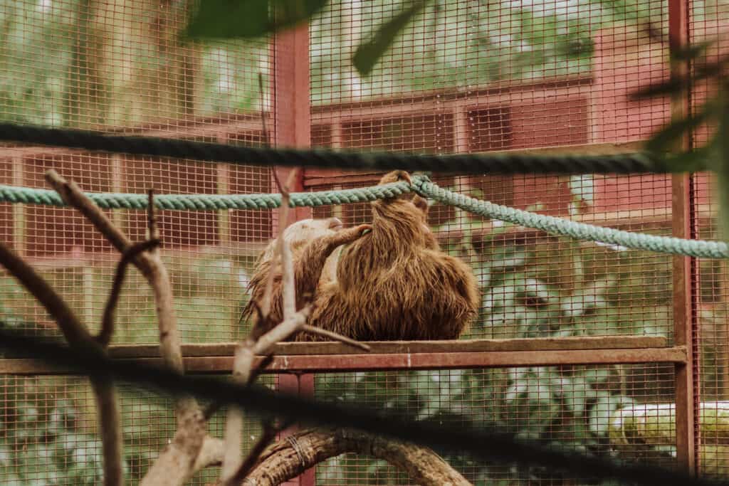 jaguar rescue center sloth