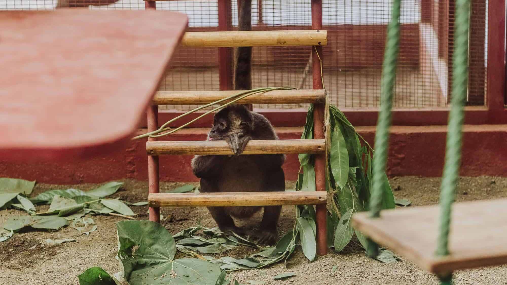jaguar rescue center spider monkey