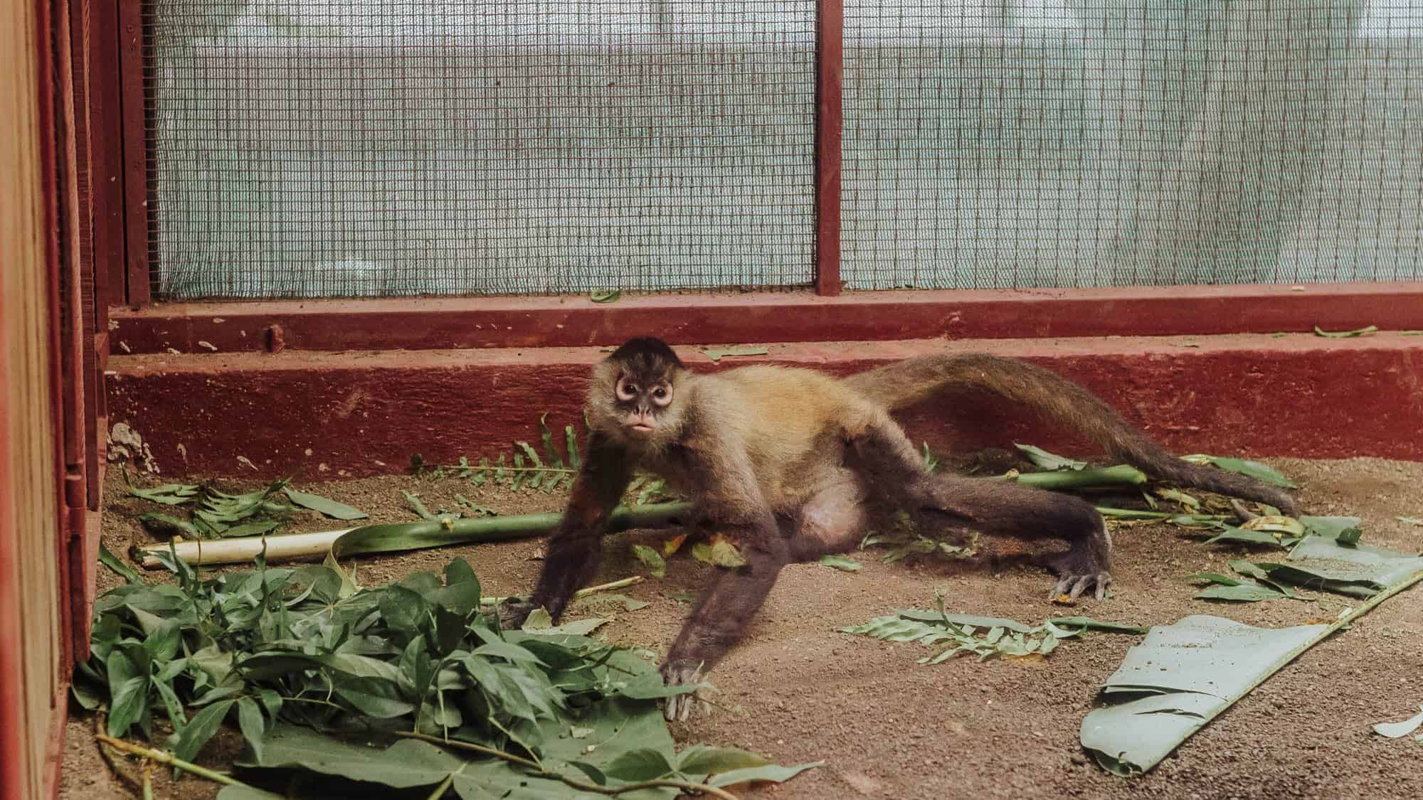 jaguar rescue center costa rica spider monkey