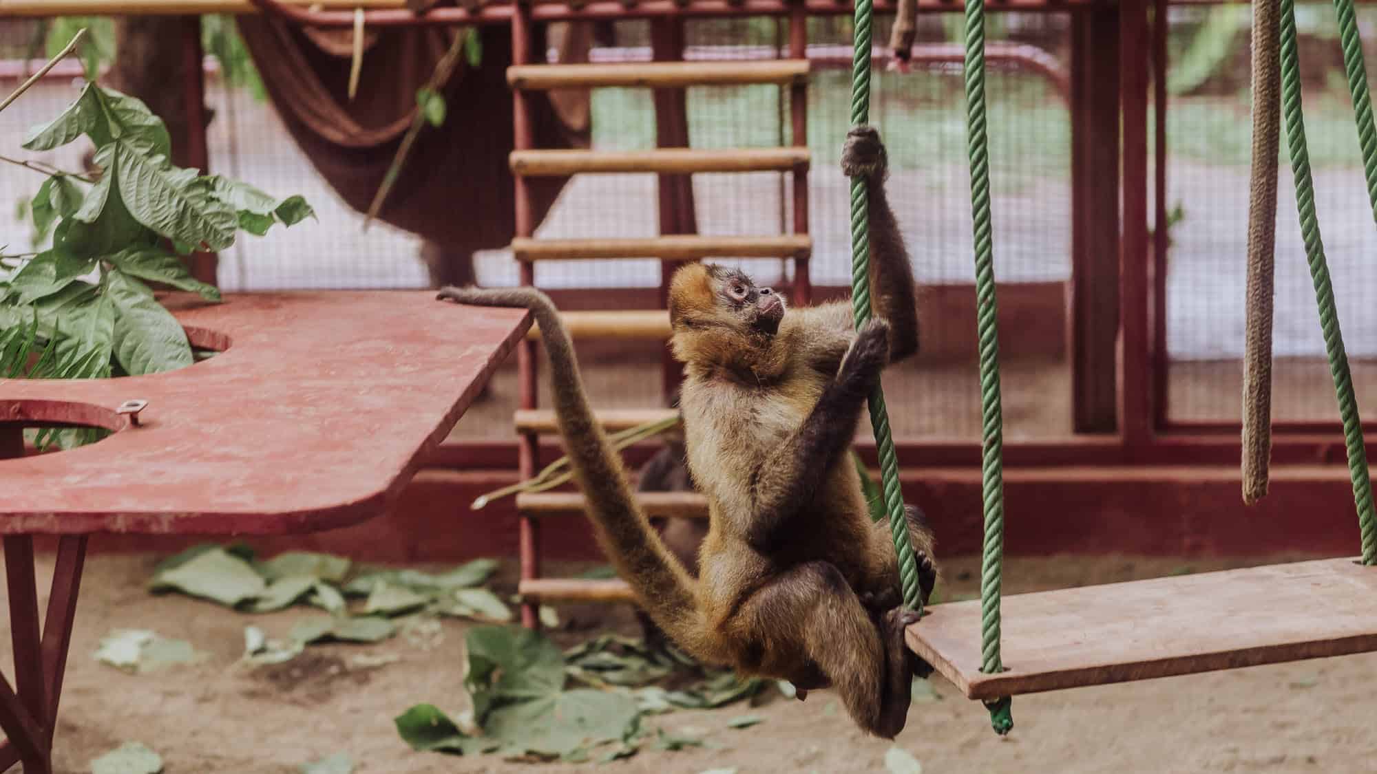costa rica animal rescue center