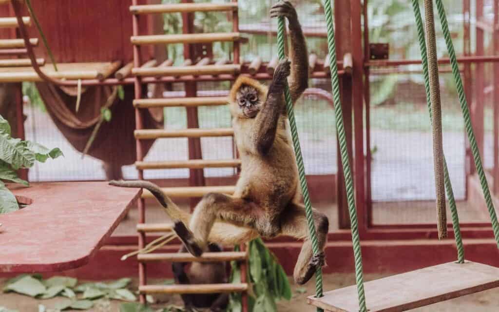 costa rica animal rescue center monkey
