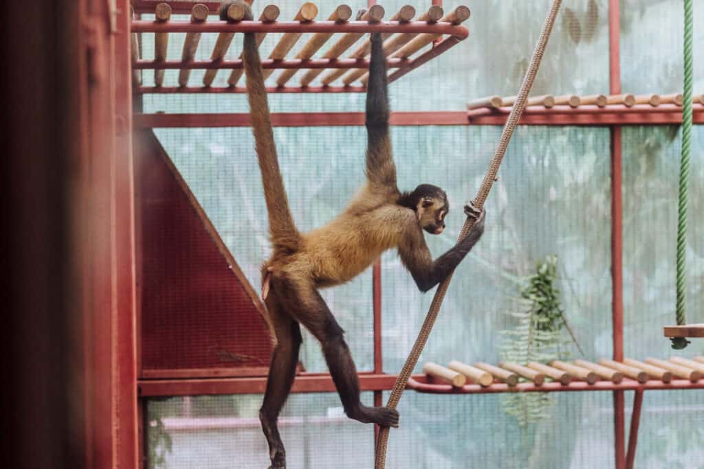 jaguar rescue center spider monkey