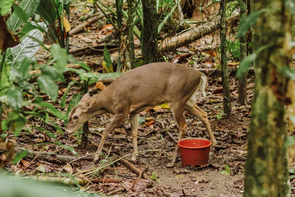 costa rica animal rescue center deer