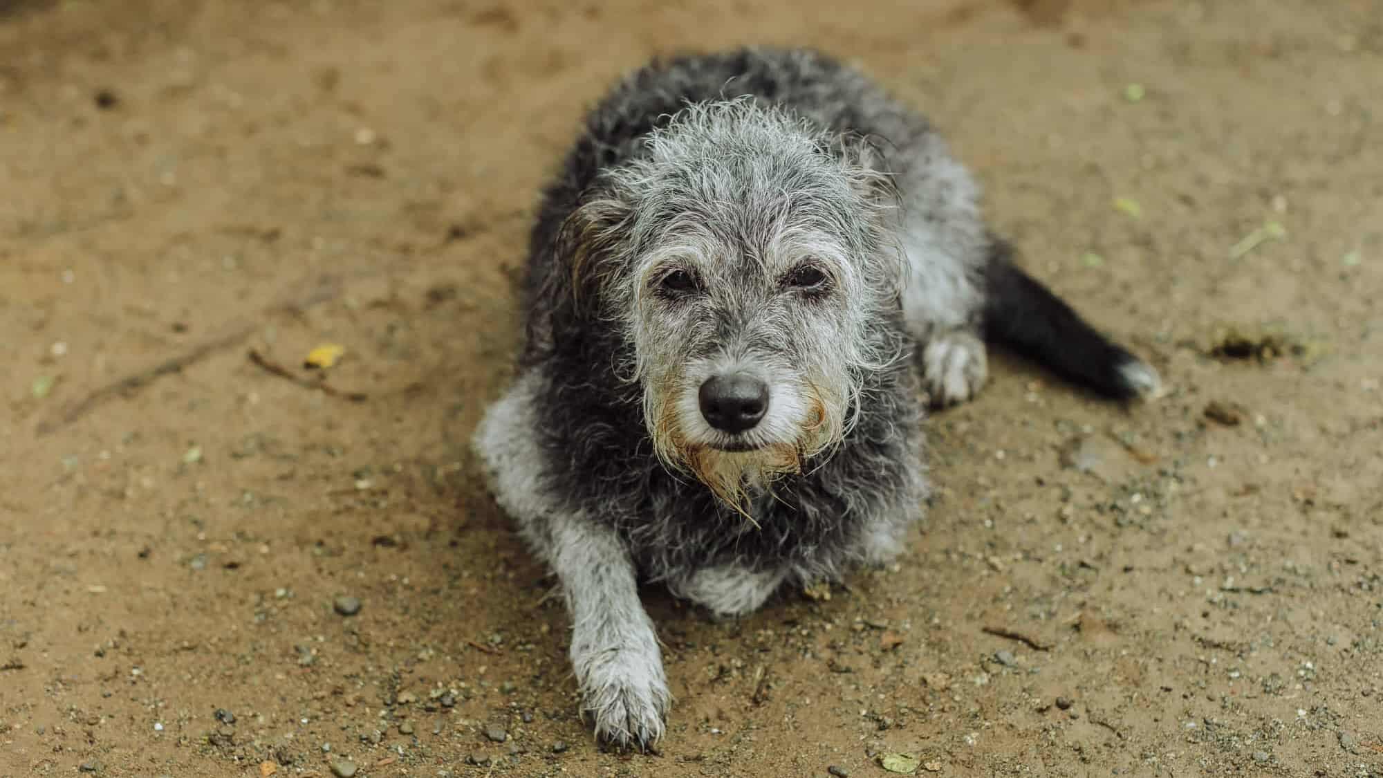 jaguar rescue center costa rica