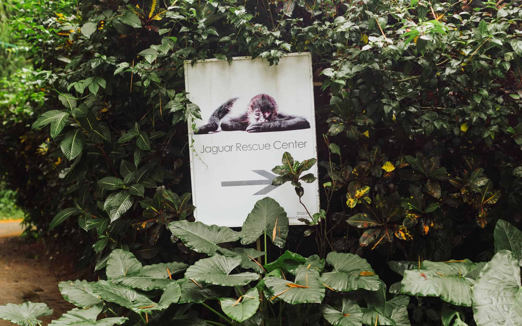 jaguar rescue center costa rica
