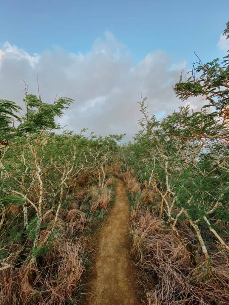 lanikai pillbox hiking trail