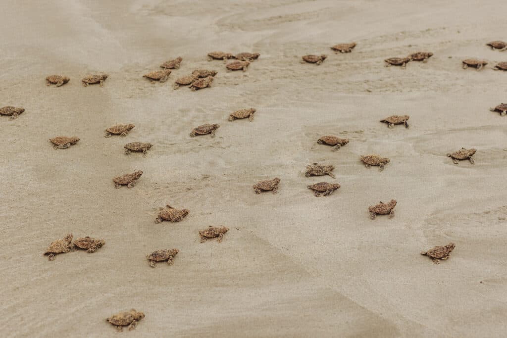 Sea Turtles at Cahuita in Costa Rica