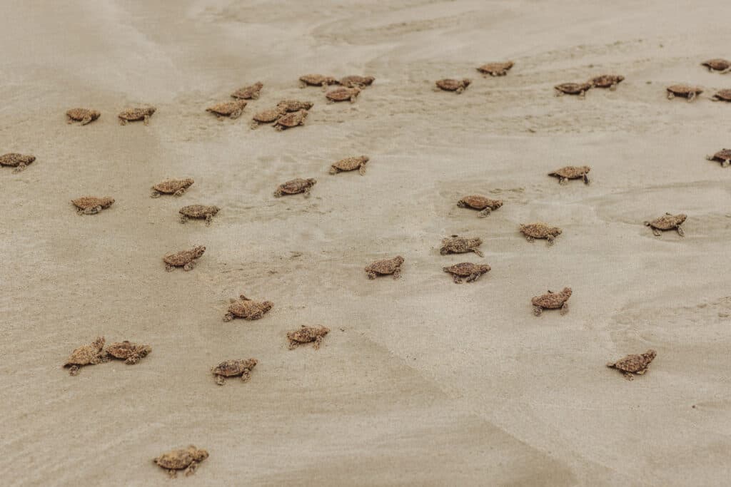 cahuita sea turtles