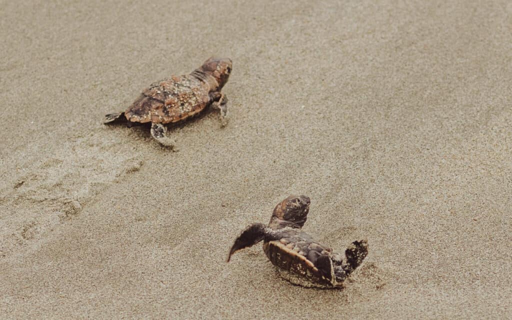 Sea turtles at Cahuita National Park in Costa Rica in December