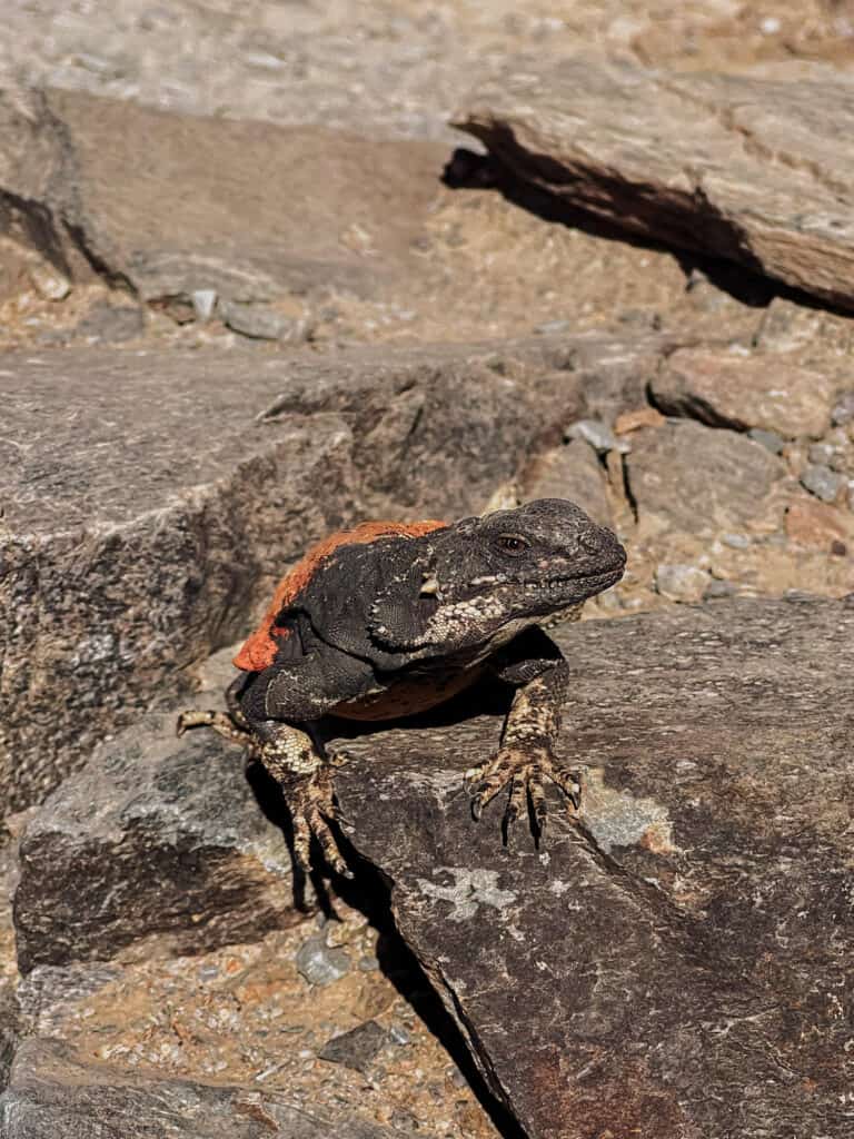 camelback mountain az lizard