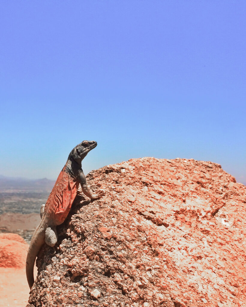camelback mountain az lizard