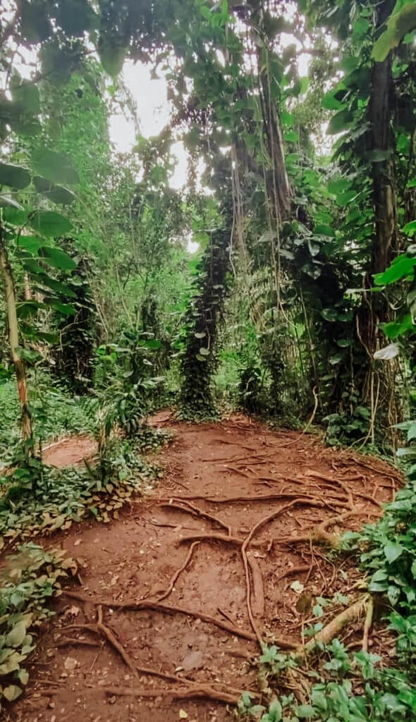 maunawili falls trail hiking path in oahu