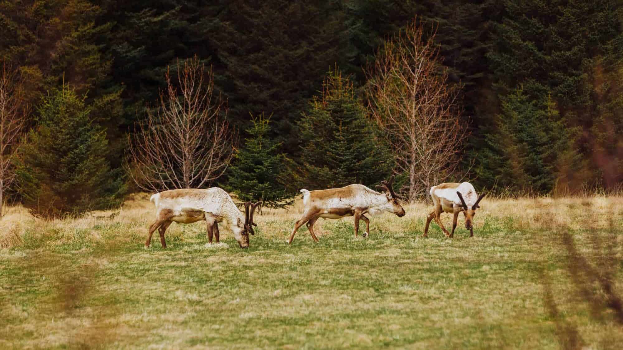 icelandic reindeer