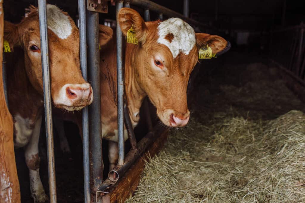 Lake Hotel Eglisstadir farm animals