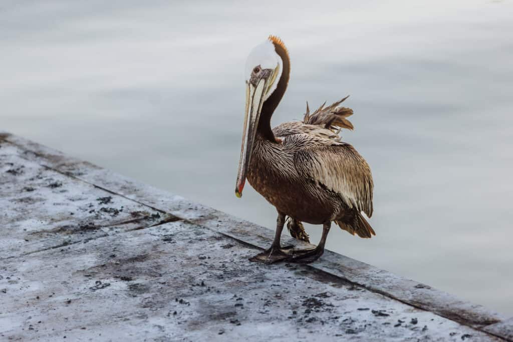 rocky point pelican