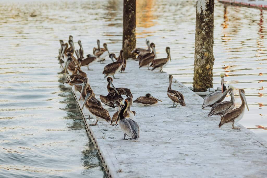 puerto penasco pelicans