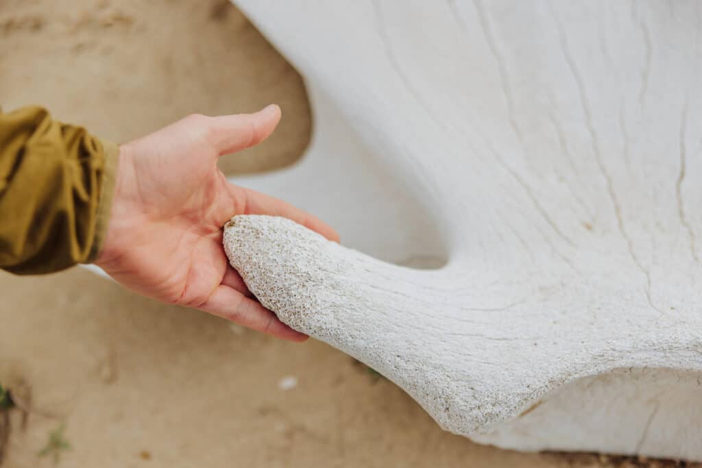 cedo rocky point whale bones