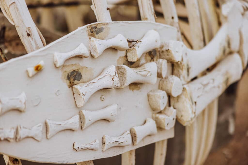 cedo puerto penasco whale bones
