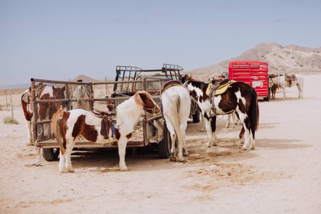 rocky point horseback riding