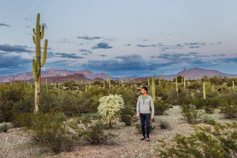 is rocky point safe organ pipe